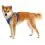 Ruffwear Front Range&reg; Harness h&aacute;m, Coastal Mountains S