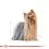 ROYAL CANIN ADULT YORKSHIRE 36 x 85 g - alutasak