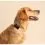 Tractive DOG 6 - GPS nyomk&ouml;vető kuty&aacute;knak &eacute;s eg&eacute;szs&eacute;g&uuml;gyi monitor, fekete