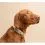 Tractive DOG 6 - GPS nyomk&ouml;vető kuty&aacute;knak &eacute;s eg&eacute;szs&eacute;g&uuml;gyi monitor, barna