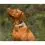 Tractive DOG 6 - GPS nyomk&ouml;vető kuty&aacute;knak &eacute;s eg&eacute;szs&eacute;g&uuml;gyi monitor, menta