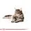 Royal Canin Maine Coon - alutasak, 24 x 85 g