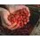 Shimano TX1 Boillie Strawberry 20mm - 1kg
