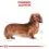 Royal Canin Dog Dachshund in Loaf tasakos eledel 36 x 85 g