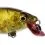 Westin BUZZBITE SR CRANKBAIT Low Floating 4cm/4g Official Roach
