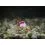 Delphin Feeder Braided Sting / 10x / 12cm/0,14mm/Chinu 8