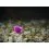 Delphin Feeder Fluoro Sting / 10x / 12cm/0,22mm/Chinu 8