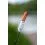 Zebco Trophy Battery Rod Light 1.5-4mm Multi