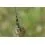 Preston Feeder Links Soft 2x Short 55mm