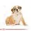 ROYAL CANIN ANGOL BULDOG PUPPY - 3kg