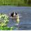 Játék kutyáknak MOT Aqua visszahozó tű - úszó, 29cm