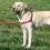 EasyWalk Harness h&uacute;z&aacute;sg&aacute;tl&oacute; h&aacute;m - M, piros