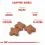 ROYAL CANIN MINI ADULT +8 - 2 kg