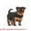 ROYAL CANIN YORKSHIRE JUNIOR t&aacute;p 1,5 kg