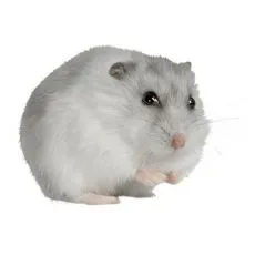 H&ouml;rcs&ouml;gketrec