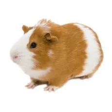 Tengerimalac ketrec