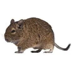 Degu ketrec