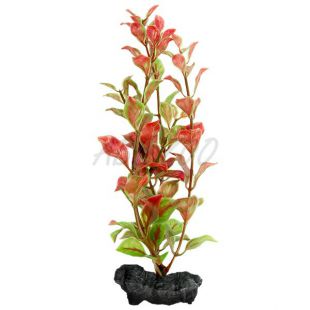 Ludwigia repens ( Red Ludwigia) - növény Tetra 15 cm, S