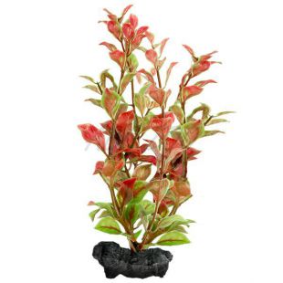 Ludwigia repens ( Red Ludwigia) - növény Tetra 23 cm, M
