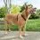 PetSafe 3 in 1 Harness and Car Restraint kutyah&aacute;m "M"