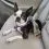 PetSafe 3 in 1 Harness and Car Restraint kutyah&aacute;m "M"