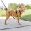 PetSafe 3 in 1 Harness and Car Restraint kutyah&aacute;m "XS"