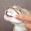 Dentális higiénia macskáknak, fogkrém + fogkefék