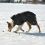 Trixie Orléans kutyakabát fekete, L 55 cm