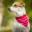 Nylon kutyanyakörv kendővel, rózsaszín 19 - 24 cm / 10 mm