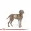 ROYAL CANIN MAXI Dermacomfort 12 kg