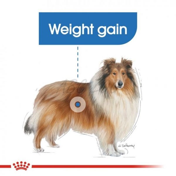 ROYAL CANIN MAXI Light Weight Care 12 kg