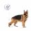 Royal Canin Maxi Adult alutasak 10 x 140 g