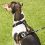 Kurgo Tru-Fit Smart Harness utazó kutyahám, fekete XS