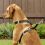 Kurgo Tru-Fit Smart Harness utazó kutyahám, fekete L