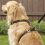 Kurgo Tru-Fit Smart Harness utazó kutyahám, fekete XL