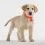 TICKLESS PET ultrahangos kullancsriaszt&oacute; &ndash; narancs