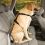 KURGO Seatbelt Tether, biztonsági öv fogantyúval kutyák számára