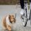 Kerékpárosoknak ajánlott készlet, kisméretű kutyák biciklihez való rögzítéséhez