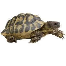 Teknős&ouml;k, terr&aacute;riumi &aacute;llatok