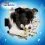 Purina Dentalife - K&ouml;zepes 8 x 69 g