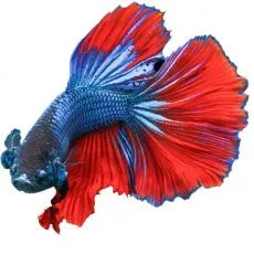 Guppi halak, betta hal