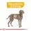 ROYAL CANIN MAXI Dermacomfort 2 x 12 kg