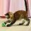 kong Cat Active Teniszlabda csengővel 3 db