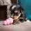Kong Puppy Grenade S