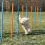 Akad&aacute;ly kuty&aacute;nak - Agility Szlalom 115x3cm