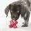 Kong Dog Dental JumpN Jack M