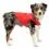Kurgo Loft dzseki kuty&aacute;knak - Chili Red/Charcoal, S