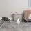 PetSafe Zoom l&eacute;zeres j&aacute;t&eacute;k macsk&aacute;knak
