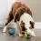 PetSafe Ricochet elektronikus j&aacute;t&eacute;k kuty&aacute;knak