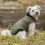 Vízálló dzseki kutyáknak Trixie Arlay XXS 21 cm kaki